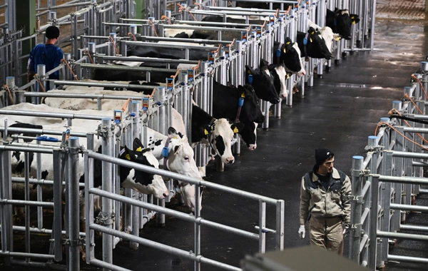 Prezident İlham Əliyev Şamaxıda "Şirvan Aqro" heyvandarlıq kompleksinin açılışında iştirak edib