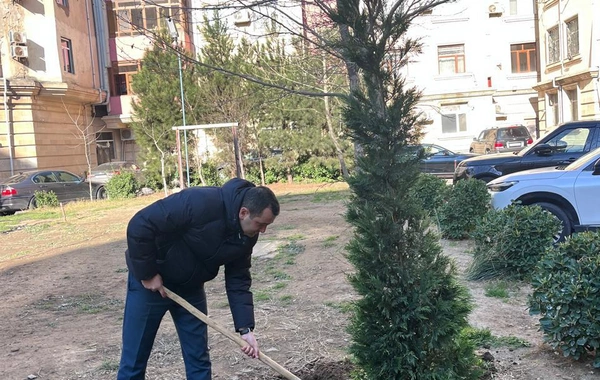 Kəsilmiş ağacın əvəzinə yeni ağac əkilib və üzərinə identifikasiya etiketi vurulub