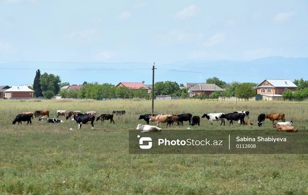 В Азербайджане скот будет продаваться через биржи