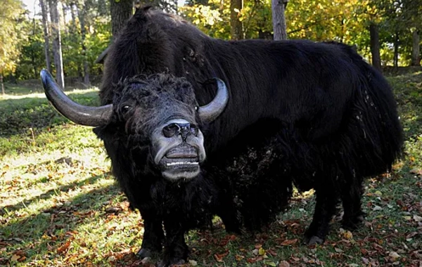 Zooparkda dişi öküzə yem vermək istəyən əcnəbi erkəyin qəzəbinə tuş gəldi