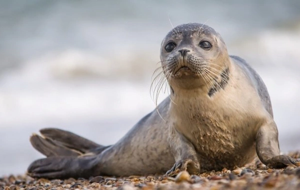 Mərkəz: Xəzərdə suiti ölümləri norma daxilindədir