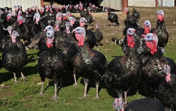 ABŞ-də Şükran Günü CİNAYƏTİ: Yüzlərlə hinduşka oğurlandı