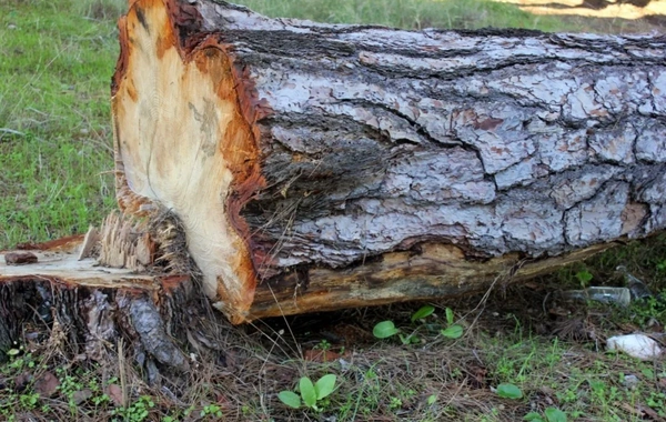 Bakı və Sumqayıtda yaşıllıqlara 73 min manatdan çox ziyan vurulub