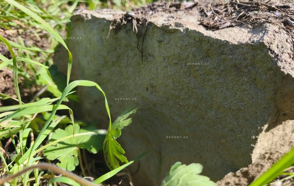 Azərbaycanda nadir heyvan heykəli sındırılıb