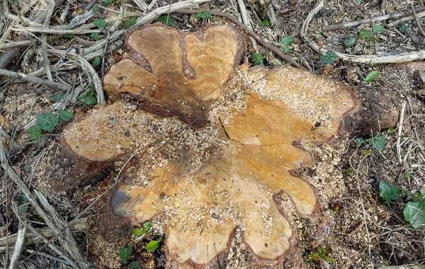 Qanunsuz ağac kəsən 3 nəfər saxlanılıb