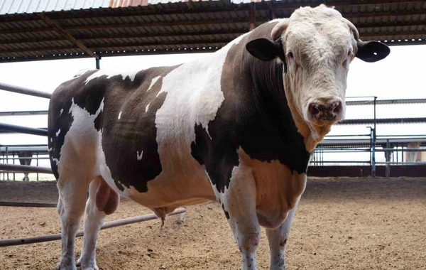 Tanışının danalarına görə altı il iş aldı: Yenidən hakim qarşısına çıxacaq