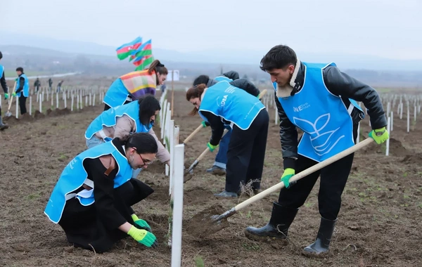 IDEA Şəki və Qəbələdə kütləvi ağacəkmə aksiyası təşkil edib