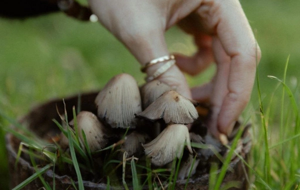 Leyla Əliyeva, Arzu Əliyeva və Alena Əliyeva Lənkəranda fermer təsərrüfatı ilə tanış olublar