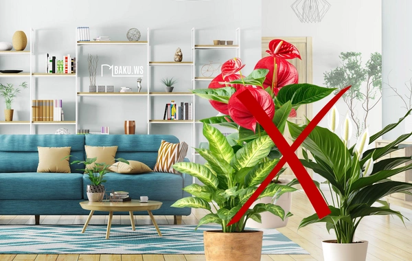 Ev şəraitində düzgün saxlanmadığı halda TƏHLÜKƏLİ OLAN BİTKİLƏR