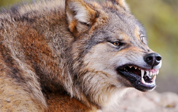 Kürdəmirdə canavarlar daha bir kəndə hücum edib