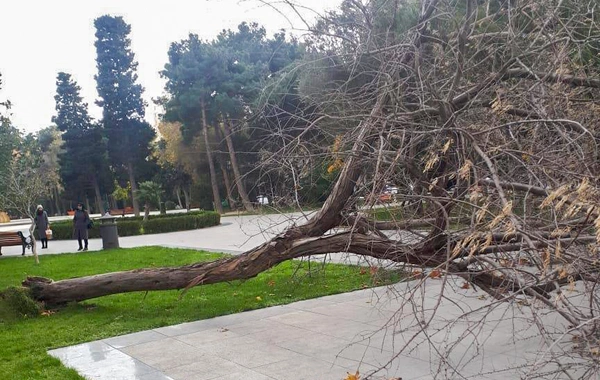 В Баку сильный ветер повалил деревья