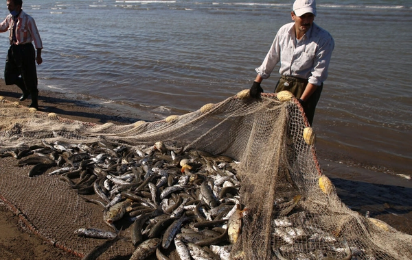 Why has the release of fingerlings into the Caspian Sea been suspended?