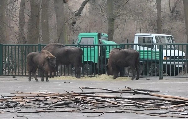 Almaniyadan Azərbaycana 18 zubr yola salınıb
