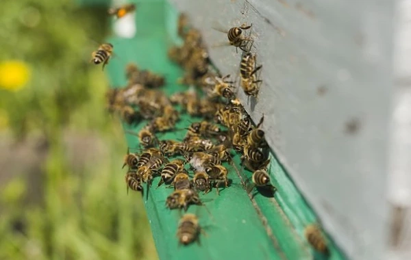 In France, aggressive bees sent 24 people to the hospital within a few minutes