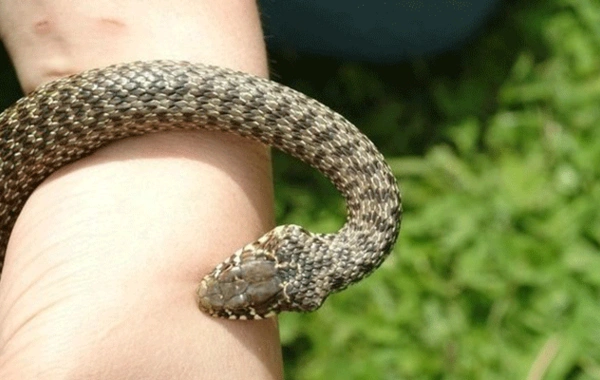 İki nəfəri ilan sancdı - Vəziyyətləri ağırdır