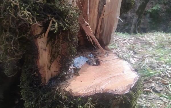 Oğuzda 21 yaşlı şəxs 15 ağacı kəsib