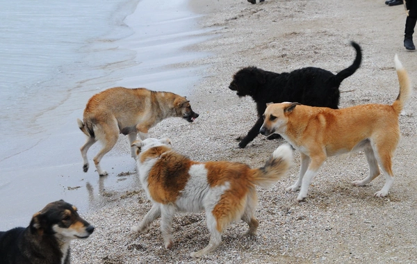 Bu şəhərdə sahibsiz itlərlə üçün yeni sığınacaq qurulacaq