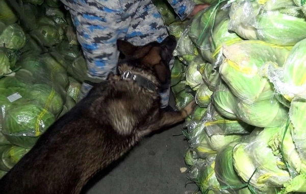 Kələm yükündən narkotik tapılıb