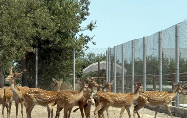 Buzovnada qanunsuz saxlanılan heyvanlar zooparka təhvil verilib