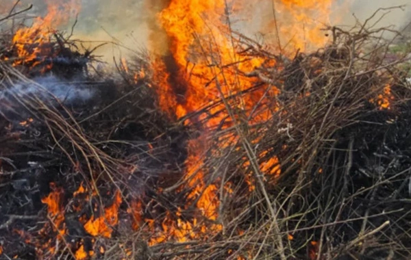 В импортированных в Азербайджан саженцах обнаружен опасный вирус