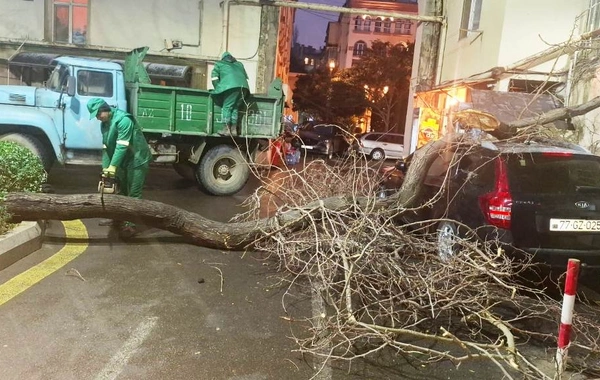 Bakıda güclü külək 78 ağacı aşırdı, 40 ağacın budaqları qırıldı