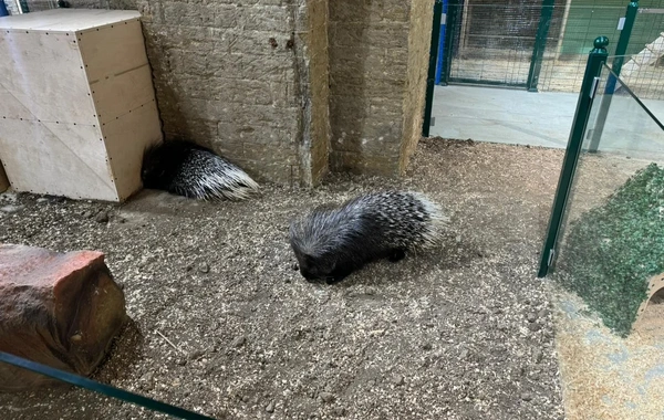 "Poniland"də qanunsuz saxlanılan vəhşi heyvanlar xilas edilib