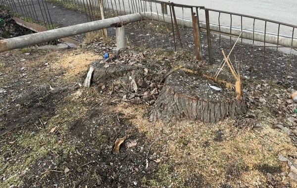 Oğuzda qanunsuz ağac kəsiminə görə cinayət işi başlanılıb