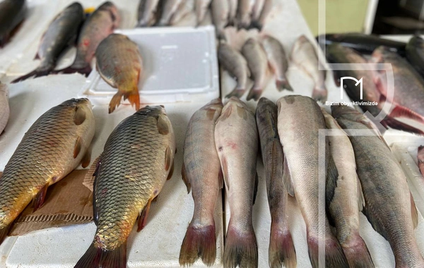 В Азербайджане дорожает привозная рыба, а каспийскую трудно найти - ПРИЧИНА