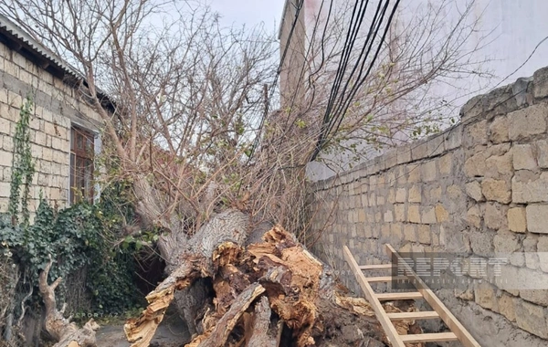 Сильный ветер в Баку повалил дерево на высоковольтную ЛЭП