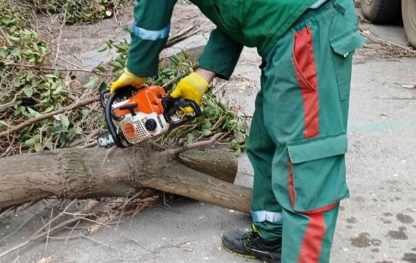 Güclü küləyə görə Bakıda 9 ağac sınıb