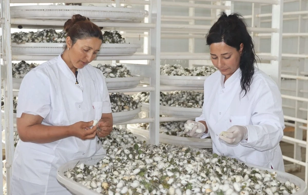 Xocalıda 34 ildən sonra ilk dəfə barama tədarük edilib