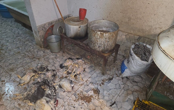 Xızıda antisanitar şəraitdə quş kəsimi və satışı aşkarlanıb