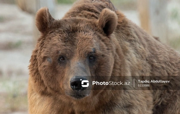 В Азербайджане медведь напал на домашний скот