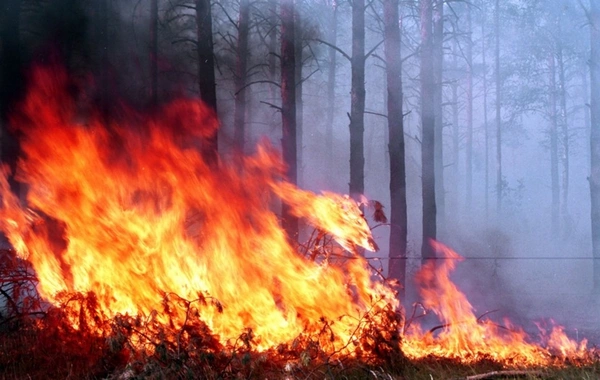 Şabranda mürəkkəb relyefli dağlıq-meşəlik ərazidə yanğın başlayıb