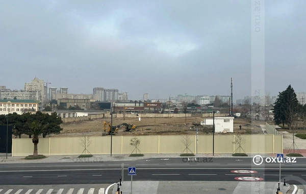 Bakının Ağ Şəhər ərazisində kütləvi ağac kəsimi: Saxlanılanlar var