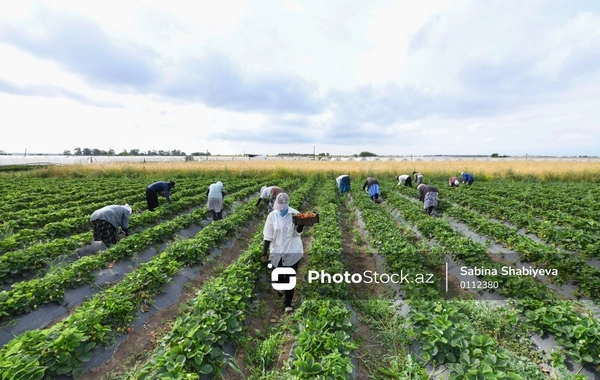 Torpağı olub kənd təsərrüfatı ilə məşğul olanlar üçün sosial sığorta haqqı artdı - YENİ QAYDALAR