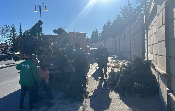 В Баку сильный ветер повалил 8 деревьев