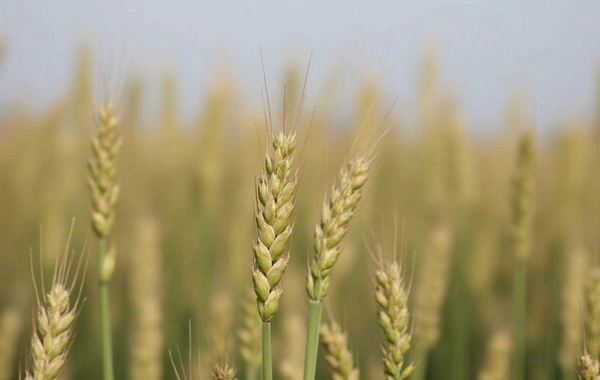 Azərbaycanda ötən il ümumi taxıl istehsalı 3 faiz artıb