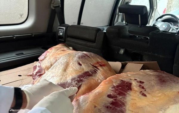 İstehlaka yararsız 227 kq at əti aşkarlanıb