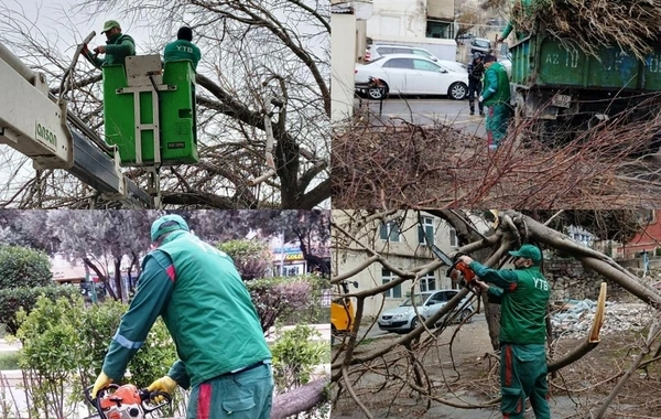Bakıda güclü külək nəticəsində 6 ağac aşıb