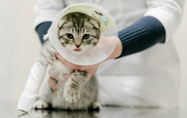 У домашних кошек нашли опасного для людей паразита