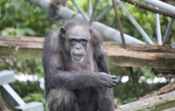 Şimpanzelər arasında müharibə: 24 hücumda 17 bala öldürülüb