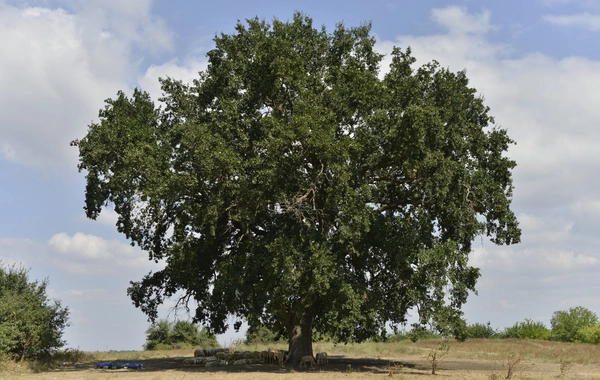 "Yaprak dökümü"nün aktrisası: "Bu ağaca görə iki saat yarım yol getdik"