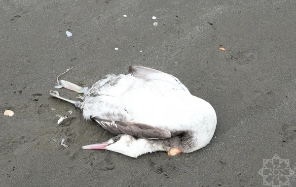 На побережье Каспия в Хачмазе погибли тысячи поганок