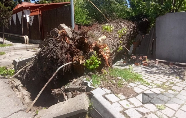 İsmayıllıda güclü külək irigövdəli ağacları aşırıb