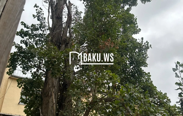 Güclü külək Bakıda ağacın budağını qopardı