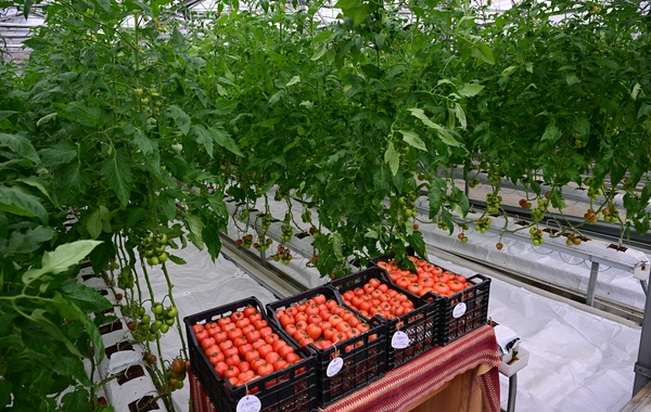 İlham Əliyev Lənkəran Dövlət Peşə Təhsil Mərkəzinin açılışında iştirak edib