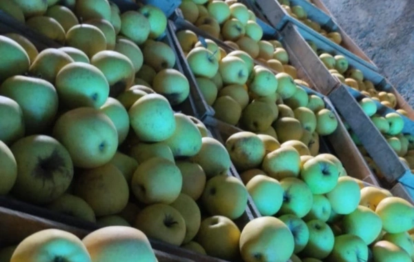 В партии яблок для экспорта в Турцию обнаружено превышение пестицидов В партии яблок для экспорта в Турцию обнаружено превышение пестицидов