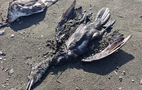 Cənub bölgəsində qarabatdaqların kütləvi tələfatı baş verib