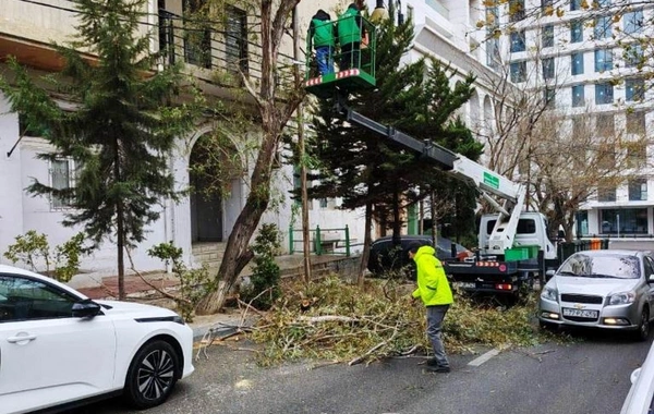 Güclü küləyə görə Bakıda 9 ağac sınıb